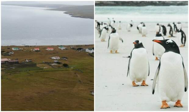 На продажу выставлен остров Фолклендского архипелага: пингвины прилагаются ynews, Фолклендские острова, в мире, остров, острова, пингвины, продажа, фото