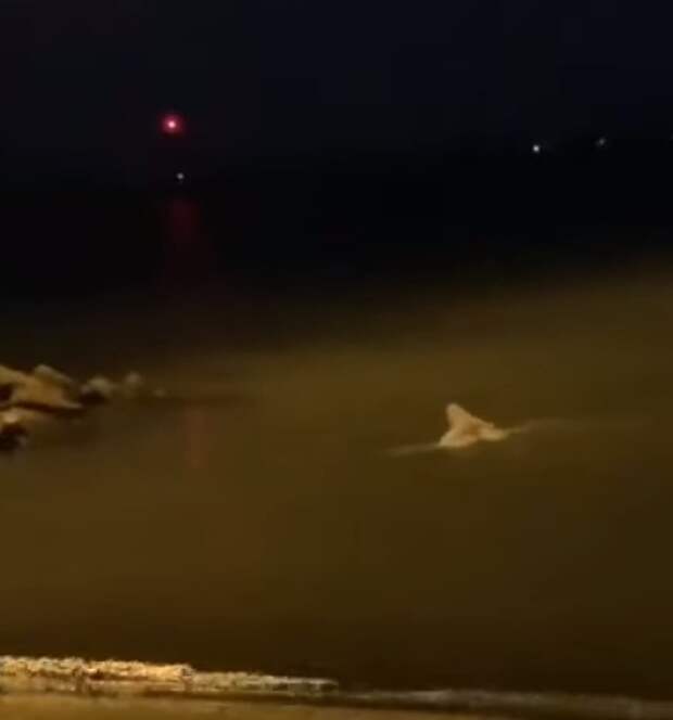 На озере Сент-Клер сняли на видео плавающую сову