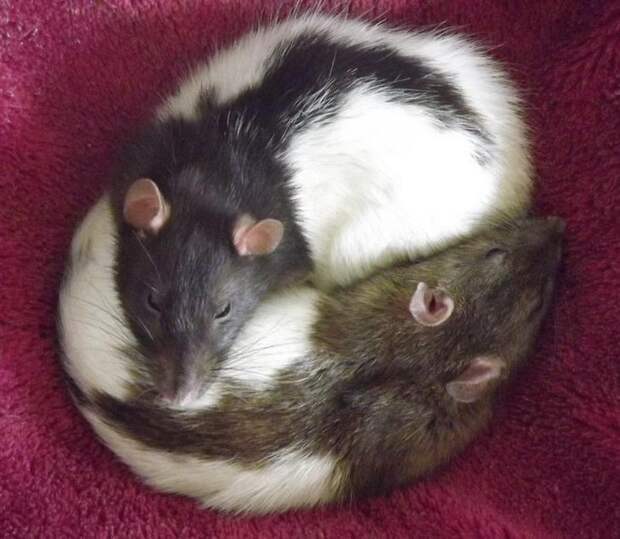 10 фото домашних крыс, которые даже милее кошек и собак