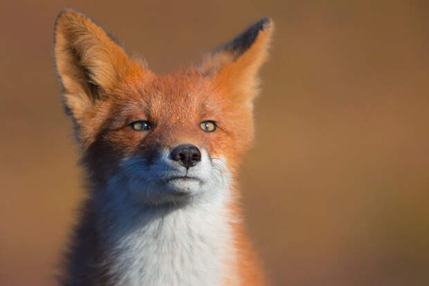 Лучшие фотографии National Geographic апреля 2014