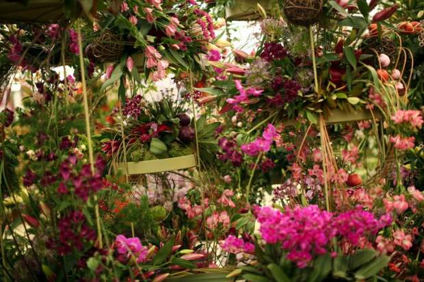 Выставка цветов «Chelsea Flower Show 2014»
