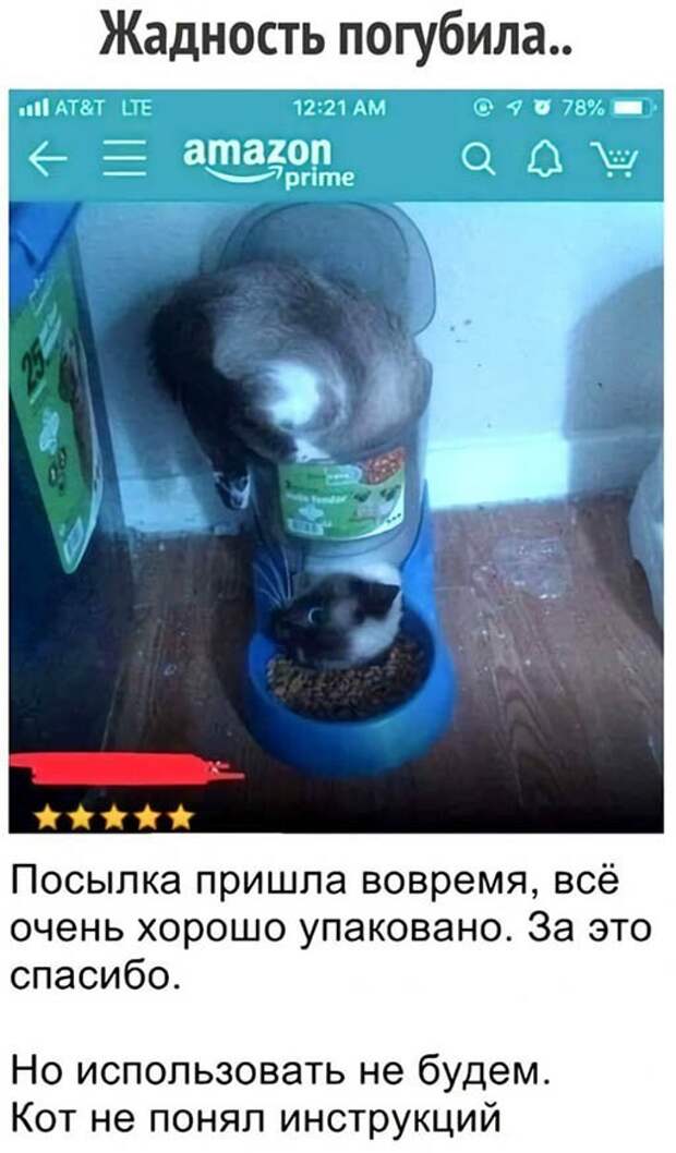 Жадность погубила Жадность погубила