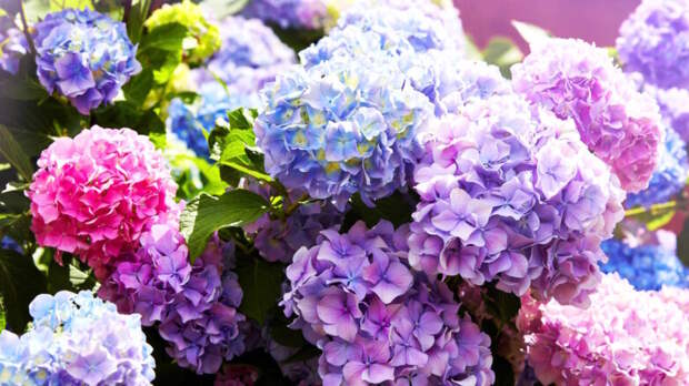Для пышного цветения: чем подкармливать гортензии летом