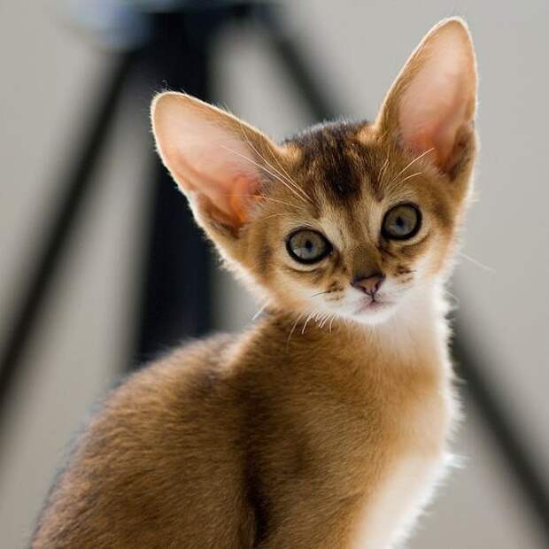 котенок абиссинской кошки