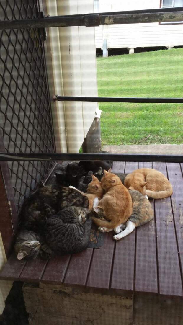 Без кота и жизнь не та