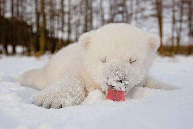 2-animals-and-first-snow-baby-polar-bear__700
