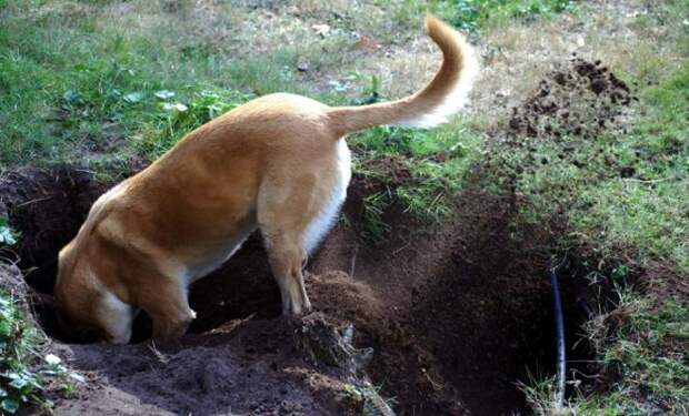 Собака играла с палкой на прогулке, когда внезапно остановилась и начала копать