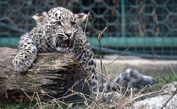 Самцы переднеазиатского леопарда крупнее самок