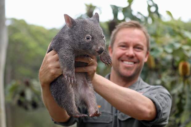 Необычные друзья — коала и вомбат