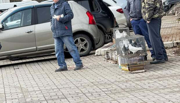 На улицах Тулы в Благовещение продают голубей по 300-500 рублей