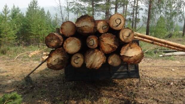 Рабочий из Китая сядет в тюрьму за незаконную вырубку леса на 20 млн рублей в Забайкалье