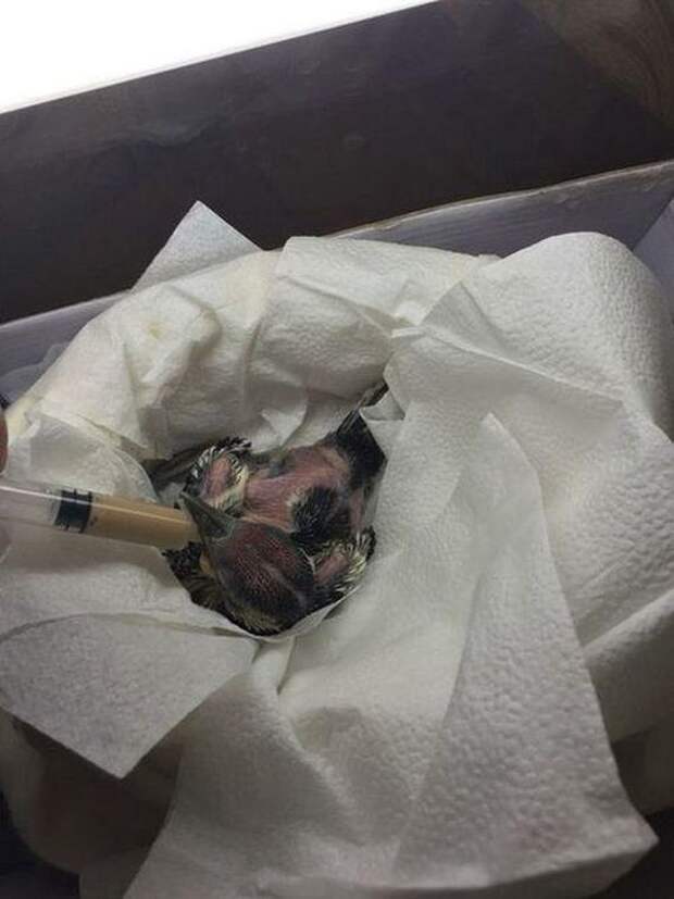 Когда девушка отобрала этого птенца у детей, она еще не знала, кому именно спасает жизнь…