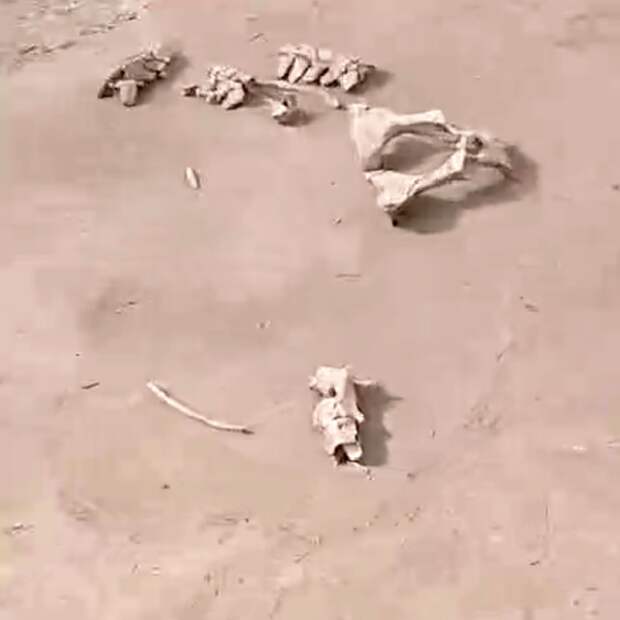 Найденные в российском регионе артефакты возрастом более 11 тысяч лет попали на видео