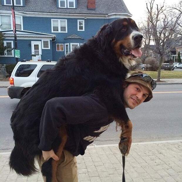 Огромные собаки, которые не понимают насколько они большие