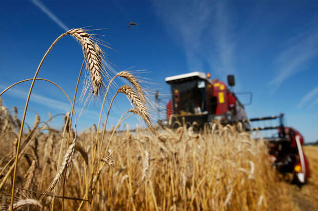 В России будущий урожай яровых оказался под угрозой из-за низких температур