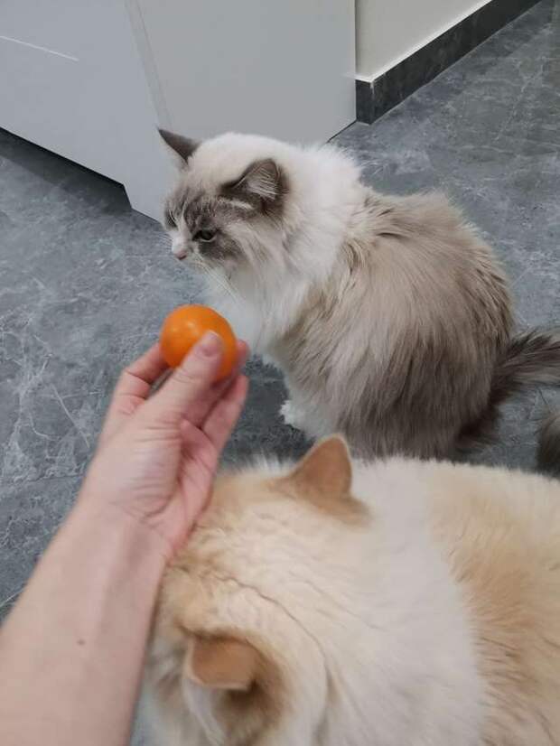 кот и мандарин
