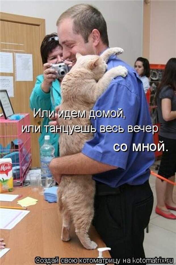 Новая котоматрица (37 шт)