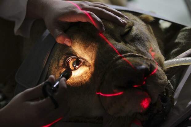 Сотрудник одной из бразильских клиник осматривает 18-летниюю львицу по кличке Фафа, которая была доставлена из зоопарка с жалобами на припадки и кровотечение неизвестного происхождения. Перед перевозкой животное поместили в состояние сна в мире, врач, добро, животные, помощь, спасение