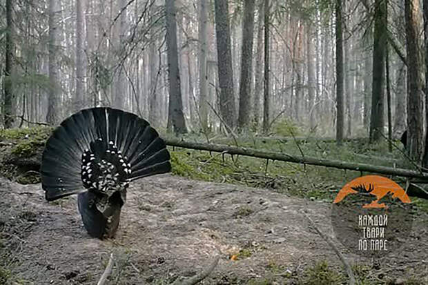 Глухари в российском регионе растопырили хвосты для самок и попали на видео