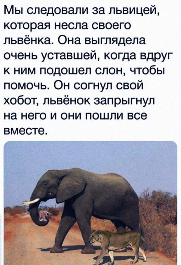 слон несет львенка к воде