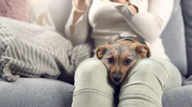 Если рассказать собаке словами о своих проблемах на работе, она постарается вас утешить и взбодрить. © womansday 📷 