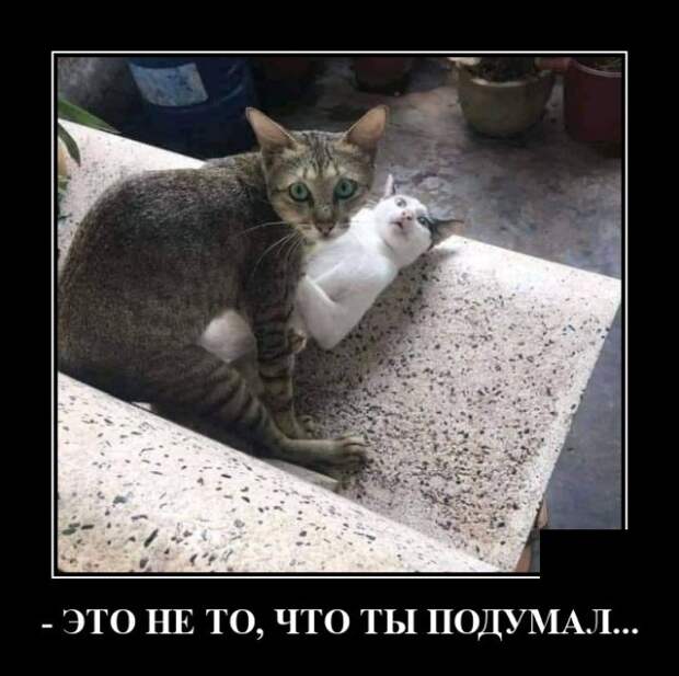 Демотиватор про котов