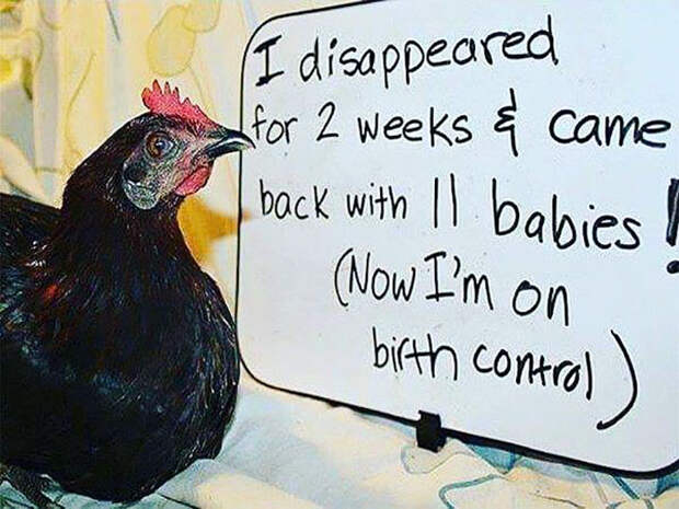 Funny-Chicken-Shaming-Farm-Life