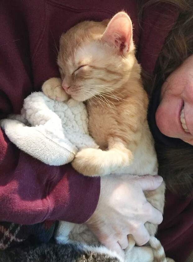 Котенок обнимает женщину Котенок и женина