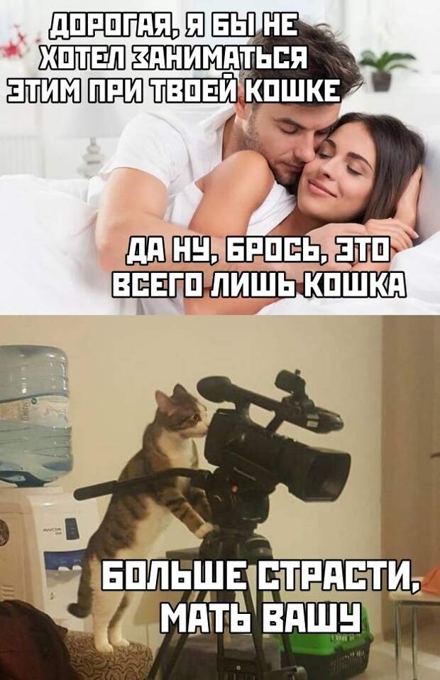 Шерстяной наблюдатель Шерстяной наблюдатель