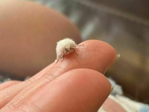 Пушистый мотылек с раскрытыми крыльями на пальце человека