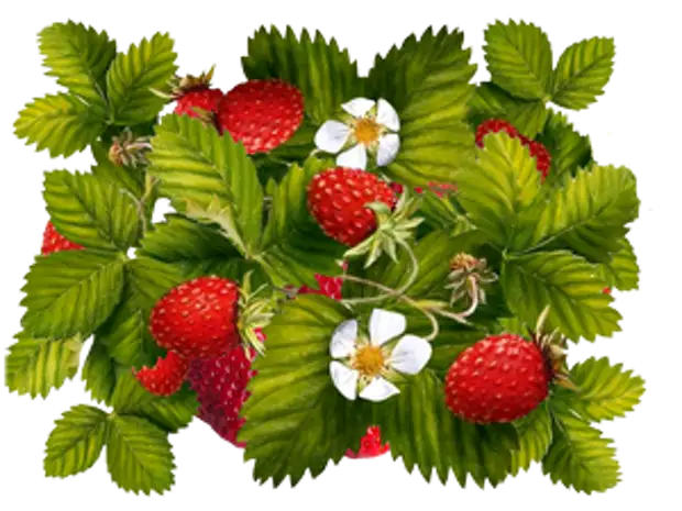 �������� ��������� ��������� �����. ����� 4. ������� ����������.