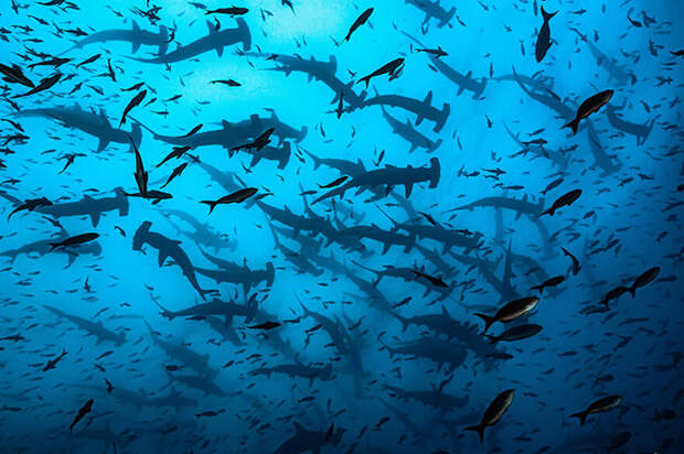 Мистические фотографии из океанских глубин: Финалисты конкурса Ocean Photography Awards 2021