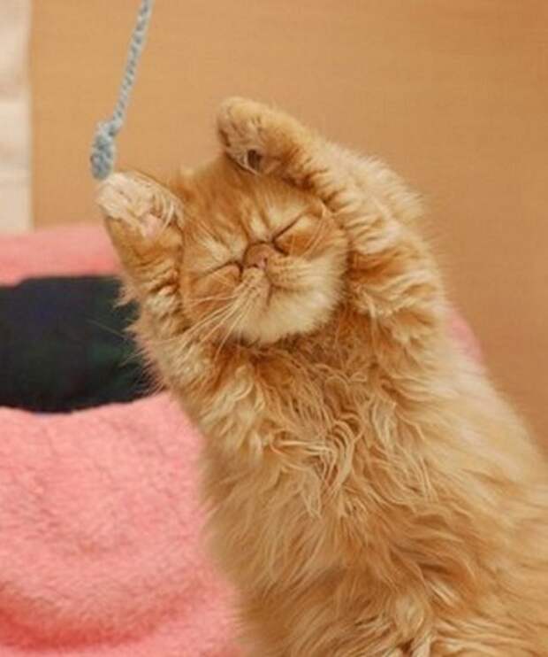 котёнок играет с верёвочкой