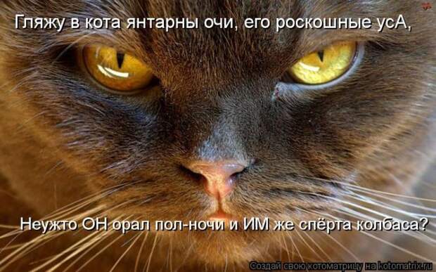 Мысли вслух :) 23 пушистые мыслишки