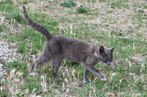 Ветеринар рассказала, признаком какой болезни может быть отказ кошки вылизывать себя
