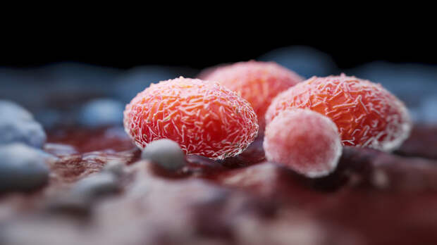 «Точно не повод для волнения»: вирусолог — о распространении оспы обезьян в России и мире