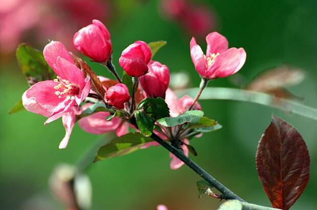4883260_IMG_7468 (700x465, 221Kb)