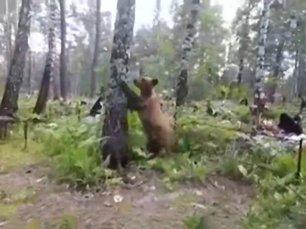 Медведь окончание. Медведи соседи охотник. Медведь на работе.