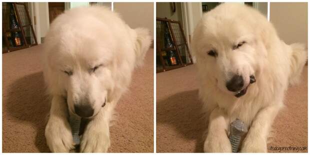PetSafe Great Pyrenees