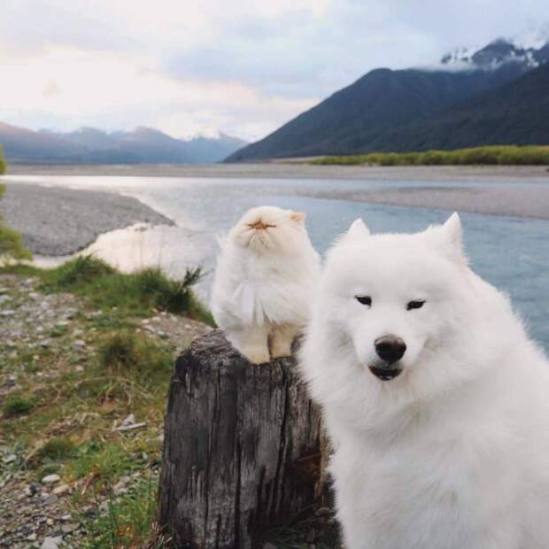 Кот и собака на природе