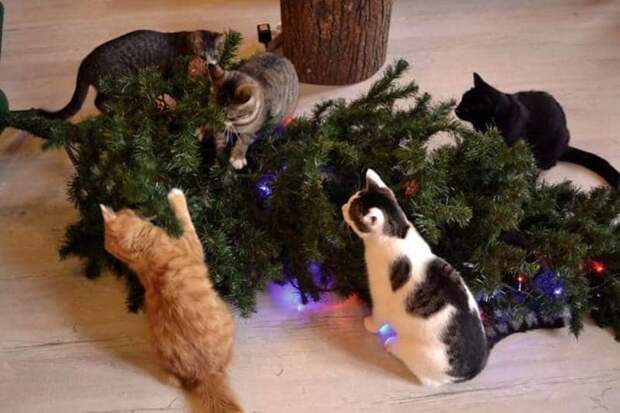 коты повалили елку
