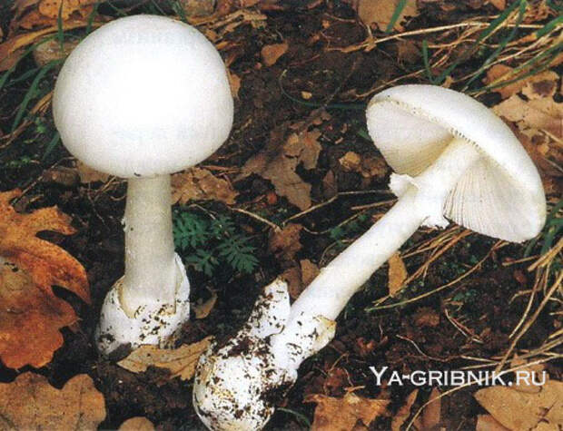 http://ya-gribnik.ru/images/blednaya-poganka/3.jpg