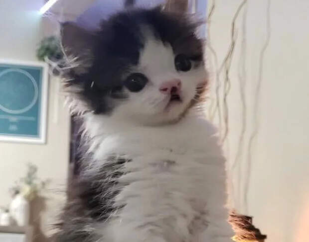 Без кота и жизнь не та