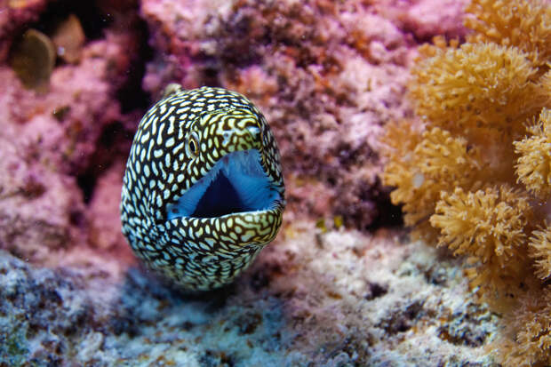 Содержимое 99,999 процента дна Мирового океана оказалось неизвестным для людей