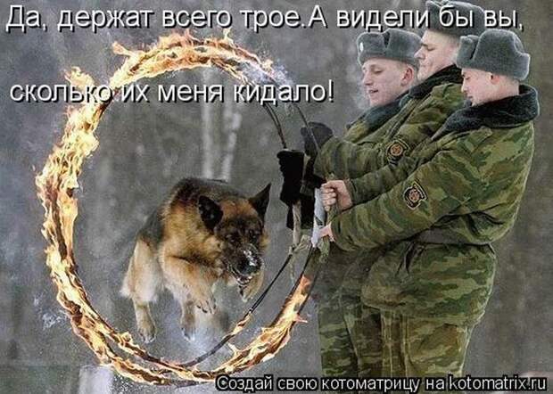 Лучшие котоматрицы недели (50 фото)