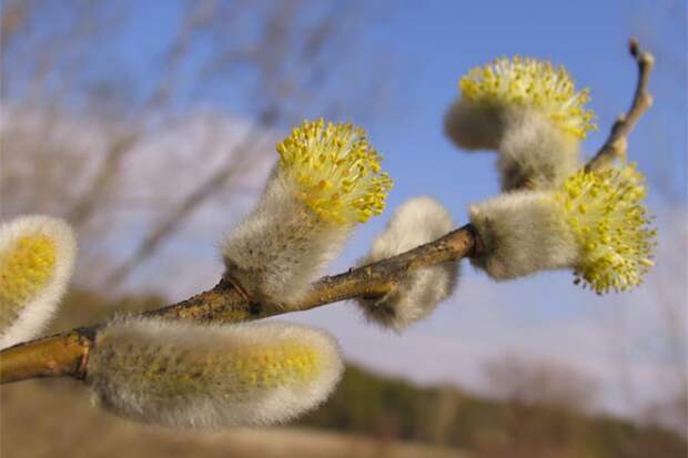 К аномально теплой весне-2026 призвали готовиться жителей Новосибирской области