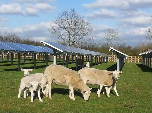 Что делают овце на солнечных электростанциях?