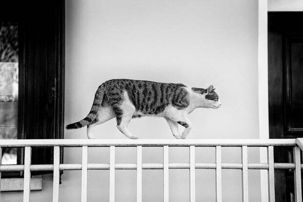 Кошки, которые сидят в неудобных местах: фотопроект Sabrina Boem