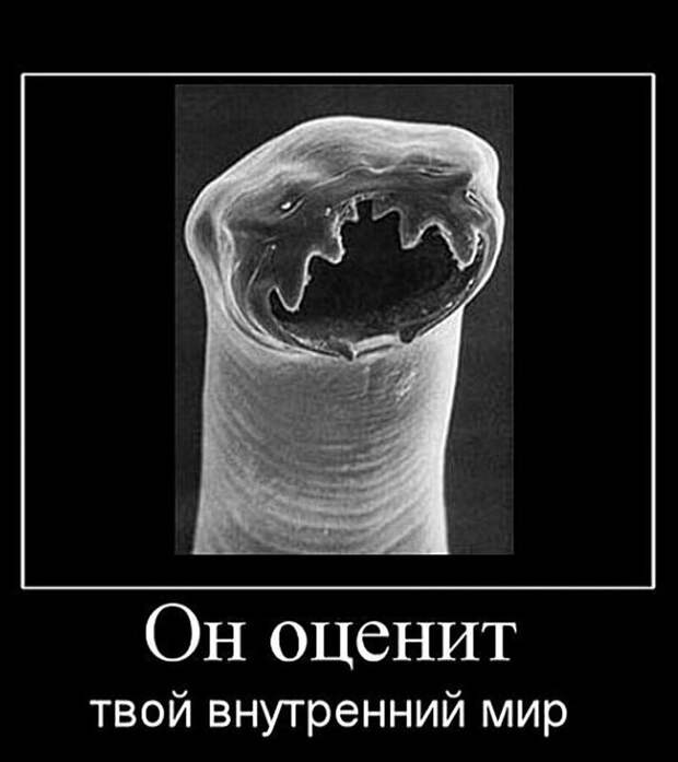 Особый пост для любителей стейка с кровью Особый пост для любителей стейка с кровью
