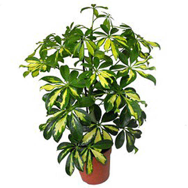 Шеффлера, Шефлера — Schefflera
